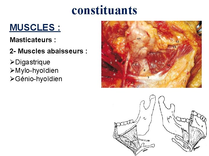 constituants MUSCLES : Masticateurs : 2 - Muscles abaisseurs : ØDigastrique ØMylo-hyoïdien ØGénio-hyoïdien 