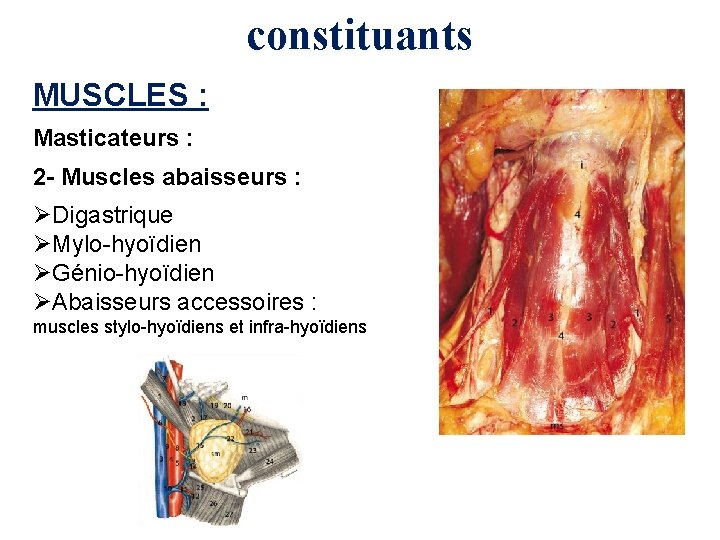 constituants MUSCLES : Masticateurs : 2 - Muscles abaisseurs : ØDigastrique ØMylo-hyoïdien ØGénio-hyoïdien ØAbaisseurs