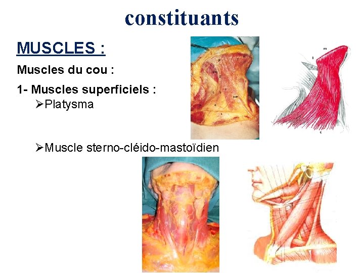 constituants MUSCLES : Muscles du cou : 1 - Muscles superficiels : ØPlatysma ØMuscle