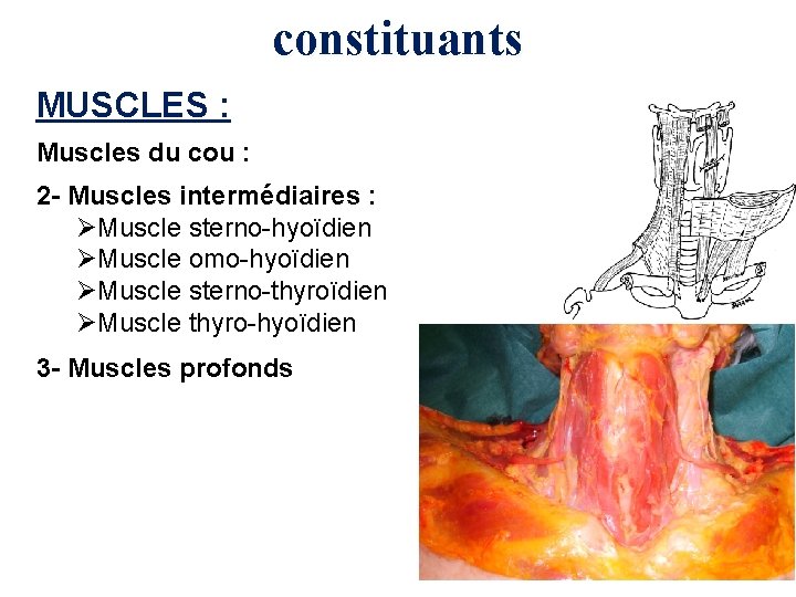 constituants MUSCLES : Muscles du cou : 2 - Muscles intermédiaires : ØMuscle sterno-hyoïdien