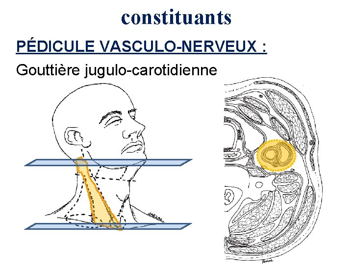 constituants PÉDICULE VASCULO-NERVEUX : Gouttière jugulo-carotidienne 