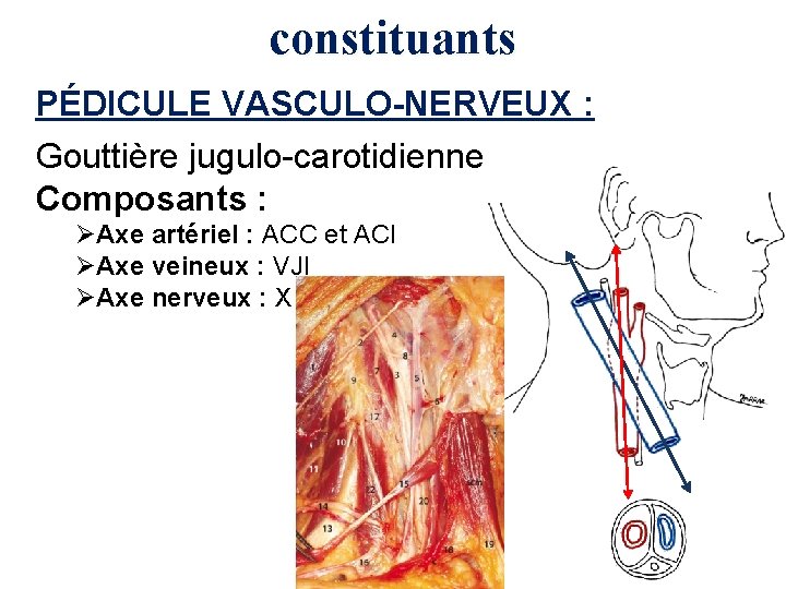 constituants PÉDICULE VASCULO-NERVEUX : Gouttière jugulo-carotidienne Composants : ØAxe artériel : ACC et ACI