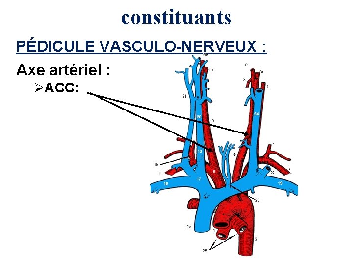 constituants PÉDICULE VASCULO-NERVEUX : Axe artériel : ØACC: 