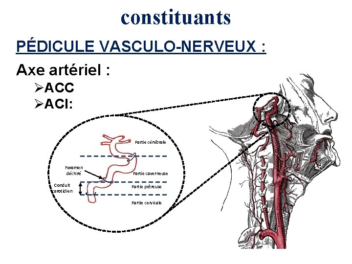 constituants PÉDICULE VASCULO-NERVEUX : Axe artériel : ØACC ØACI: Partie cérébrale Foramen déchiré Conduit