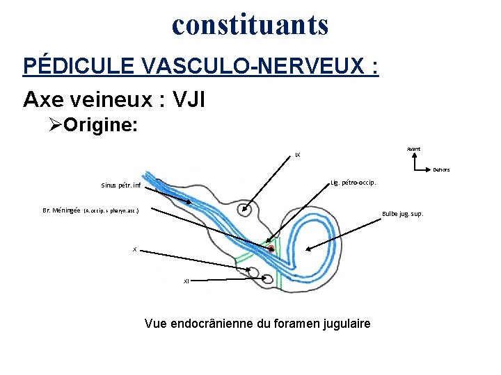 constituants PÉDICULE VASCULO-NERVEUX : Axe veineux : VJI ØOrigine: Avant IX Dehors Lig. pétro-occip.