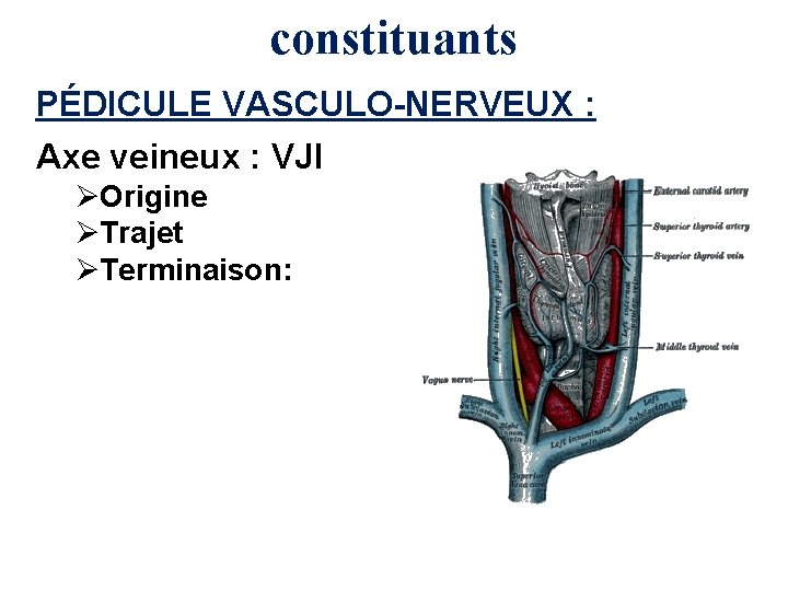 constituants PÉDICULE VASCULO-NERVEUX : Axe veineux : VJI ØOrigine ØTrajet ØTerminaison: 