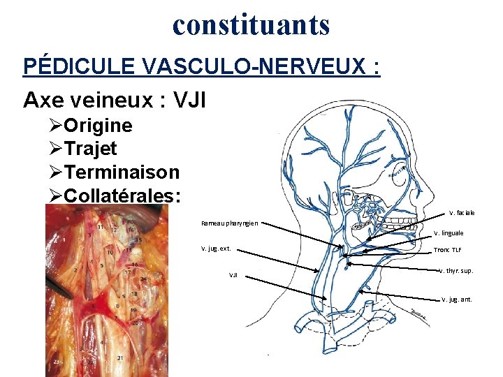 constituants PÉDICULE VASCULO-NERVEUX : Axe veineux : VJI ØOrigine ØTrajet ØTerminaison ØCollatérales: V. faciale