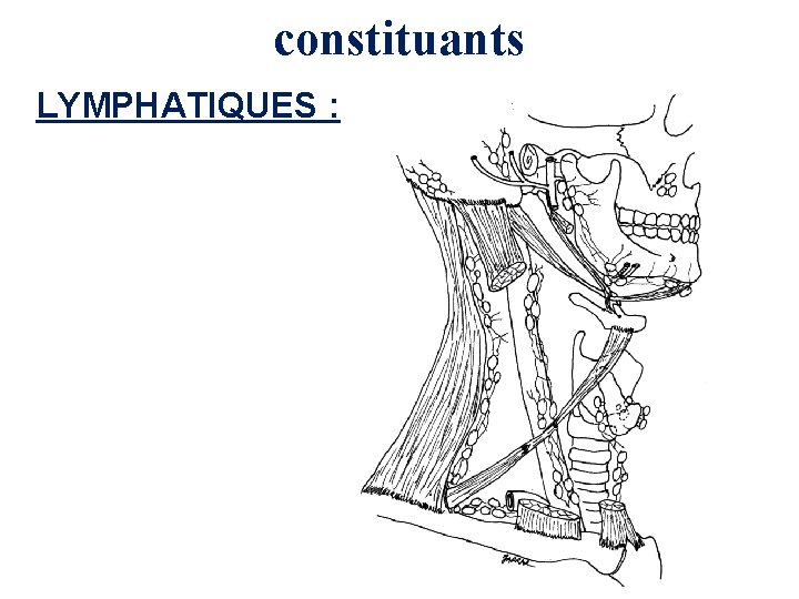 constituants LYMPHATIQUES : 