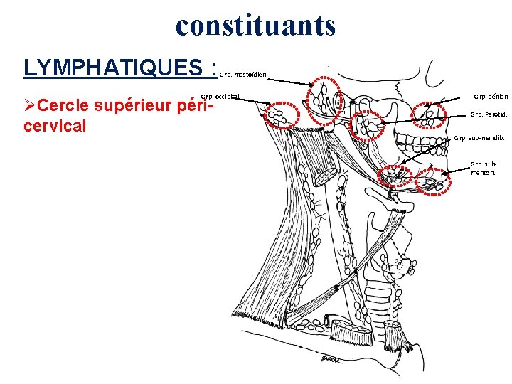 constituants LYMPHATIQUES : Grp. mastoïdien Grp. occipital ØCercle supérieur péricervical Grp. génien Grp. Parotid.
