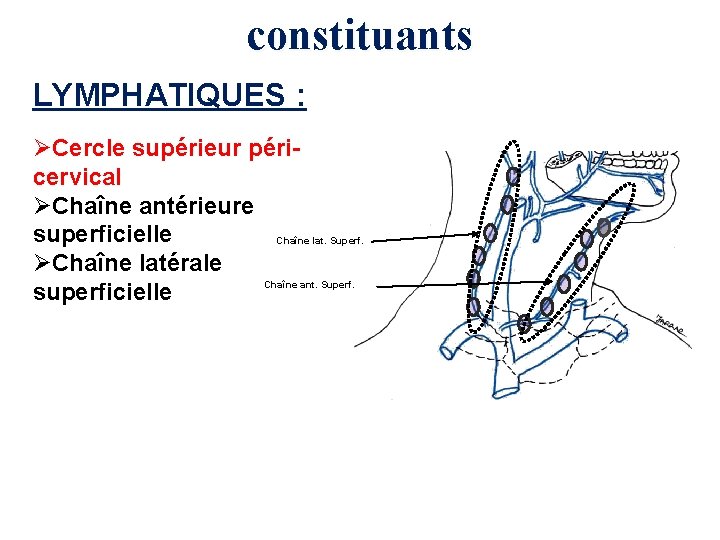 constituants LYMPHATIQUES : ØCercle supérieur péricervical ØChaîne antérieure superficielle Chaîne lat. Superf. ØChaîne latérale