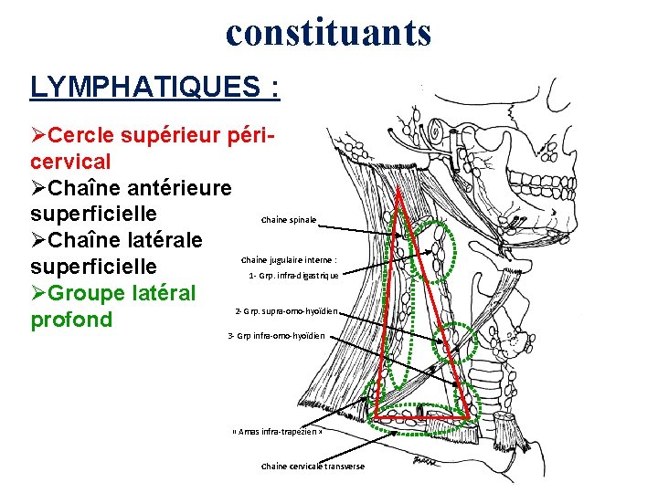 constituants LYMPHATIQUES : ØCercle supérieur péricervical ØChaîne antérieure superficielle Chaîne spinale ØChaîne latérale Chaîne