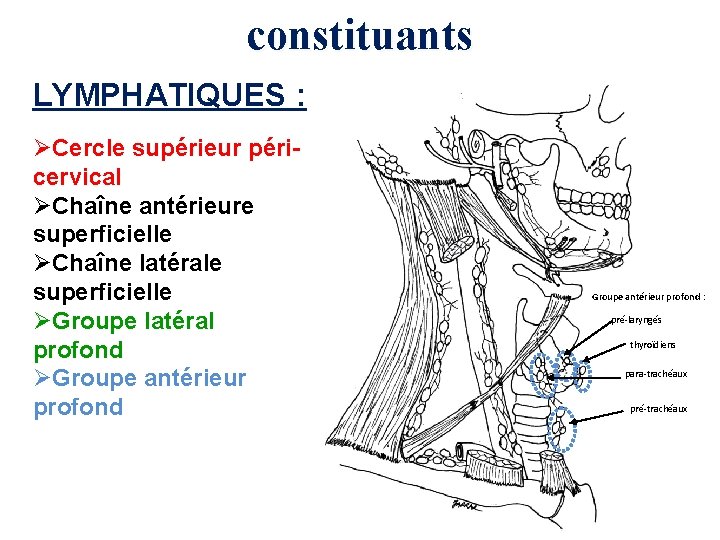 constituants LYMPHATIQUES : ØCercle supérieur péricervical ØChaîne antérieure superficielle ØChaîne latérale superficielle ØGroupe latéral