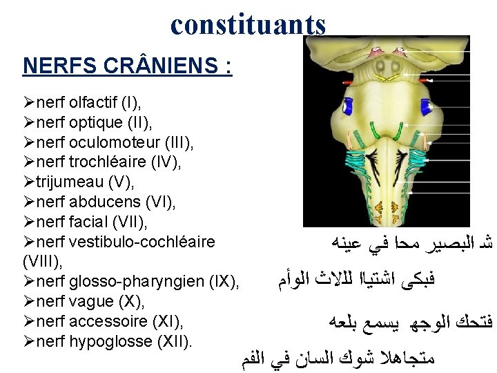 constituants NERFS CR NIENS : Ønerf olfactif (I), Ønerf optique (II), Ønerf oculomoteur (III),