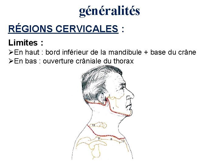 généralités RÉGIONS CERVICALES : Limites : ØEn haut : bord inférieur de la mandibule