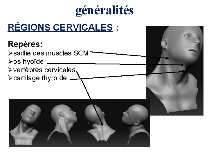 généralités RÉGIONS CERVICALES : Repères: Øsaillie des muscles SCM Øos hyoïde Øvertèbres cervicales Øcartilage