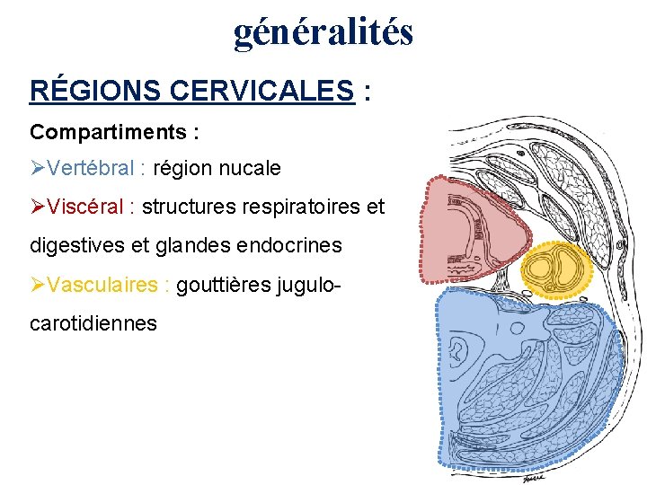 généralités RÉGIONS CERVICALES : Compartiments : ØVertébral : région nucale ØViscéral : structures respiratoires