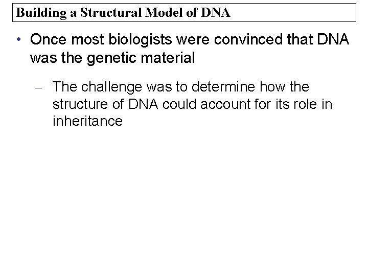 Building a Structural Model of DNA • Once most biologists were convinced that DNA