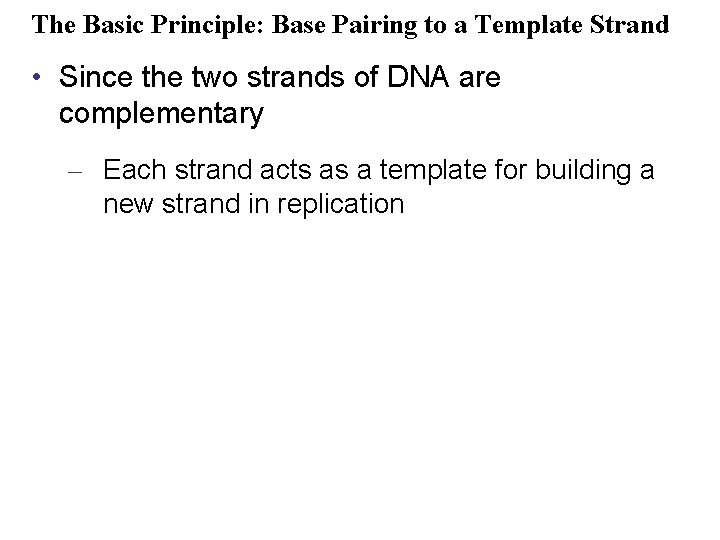 The Basic Principle: Base Pairing to a Template Strand • Since the two strands