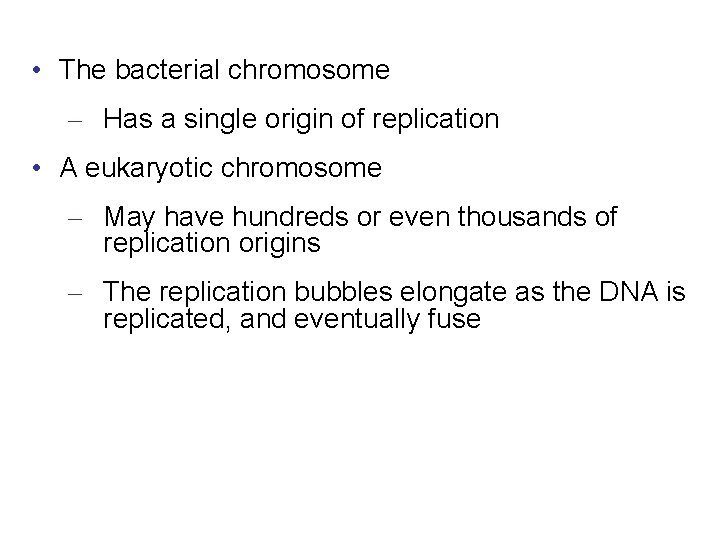  • The bacterial chromosome – Has a single origin of replication • A