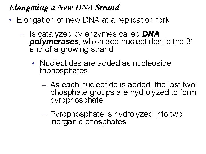 Elongating a New DNA Strand • Elongation of new DNA at a replication fork