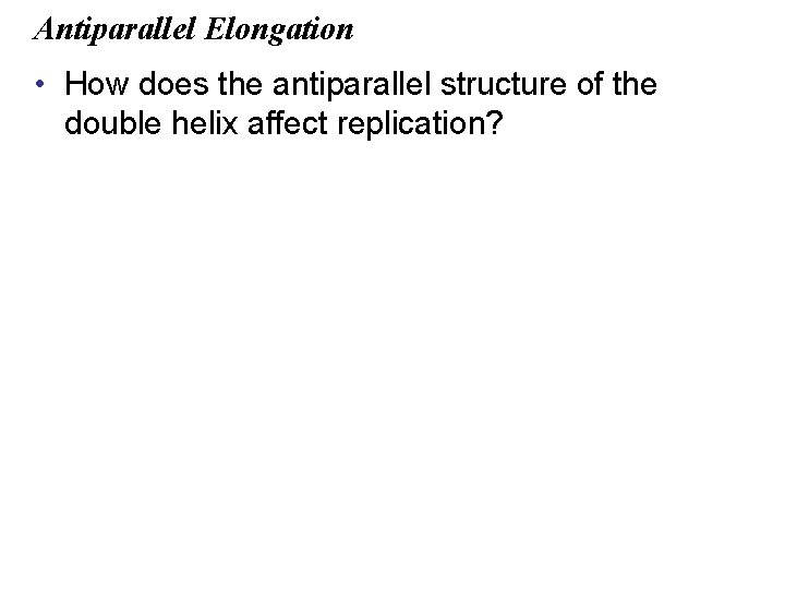Antiparallel Elongation • How does the antiparallel structure of the double helix affect replication?