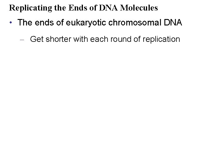 Replicating the Ends of DNA Molecules • The ends of eukaryotic chromosomal DNA –