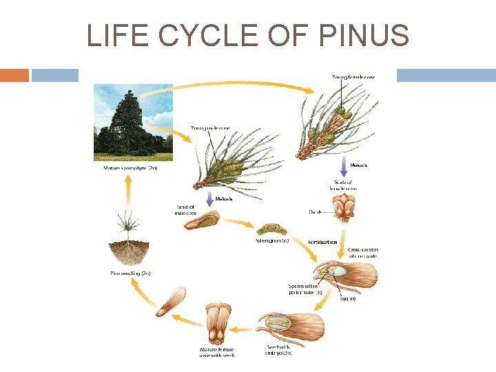 LIFE CYCLE OF PINUS 
