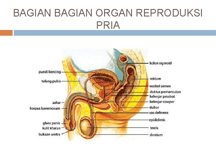 BAGIAN ORGAN REPRODUKSI PRIA 