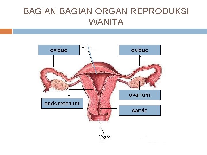 BAGIAN ORGAN REPRODUKSI WANITA oviduc ovarium endometrium servic 