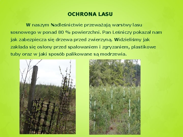 OCHRONA LASU W naszym Nadleśnictwie przeważają warstwy lasu sosnowego w ponad 80 % powierzchni.