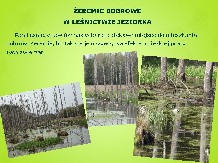 ŻEREMIE BOBROWE W LEŚNICTWIE JEZIORKA Pan Leśniczy zawiózł nas w bardzo ciekawe miejsce do