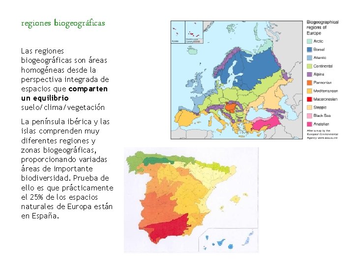 regiones biogeográficas Las regiones biogeográficas son áreas homogéneas desde la perspectiva integrada de espacios