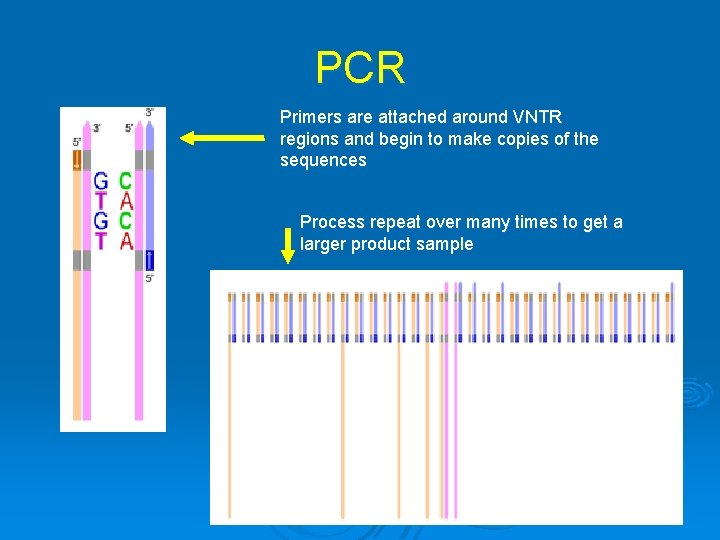 PCR Primers are attached around VNTR regions and begin to make copies of the