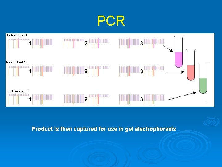 PCR Product is then captured for use in gel electrophoresis 
