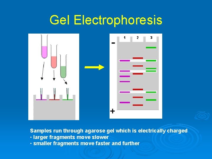 Gel Electrophoresis Samples run through agarose gel which is electrically charged • larger fragments