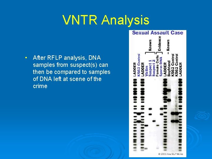 VNTR Analysis • After RFLP analysis, DNA samples from suspect(s) can then be compared