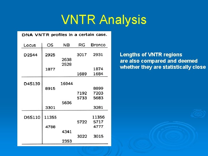 VNTR Analysis Lengths of VNTR regions are also compared and deemed whether they are