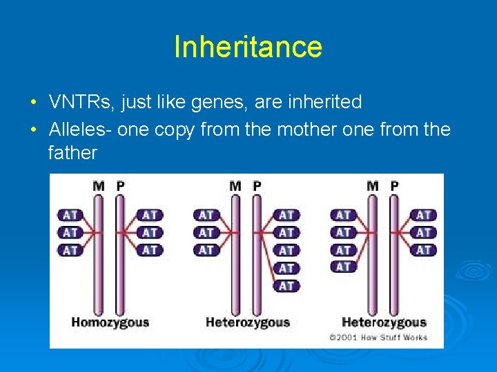 Inheritance • VNTRs, just like genes, are inherited • Alleles- one copy from the