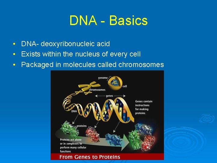 DNA - Basics • • • DNA- deoxyribonucleic acid Exists within the nucleus of