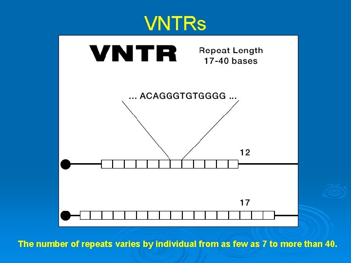 VNTRs The number of repeats varies by individual from as few as 7 to