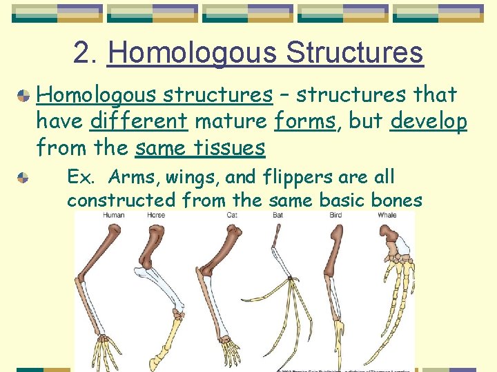 2. Homologous Structures Homologous structures – structures that have different mature forms, but develop