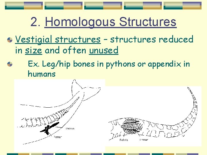 2. Homologous Structures Vestigial structures – structures reduced in size and often unused Ex.