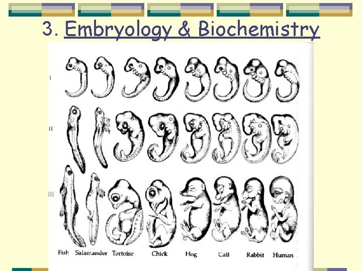3. Embryology & Biochemistry 