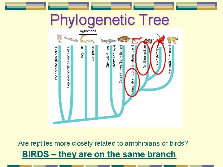 Phylogenetic Tree � Are reptiles more closely related to amphibians or birds? �BIRDS –