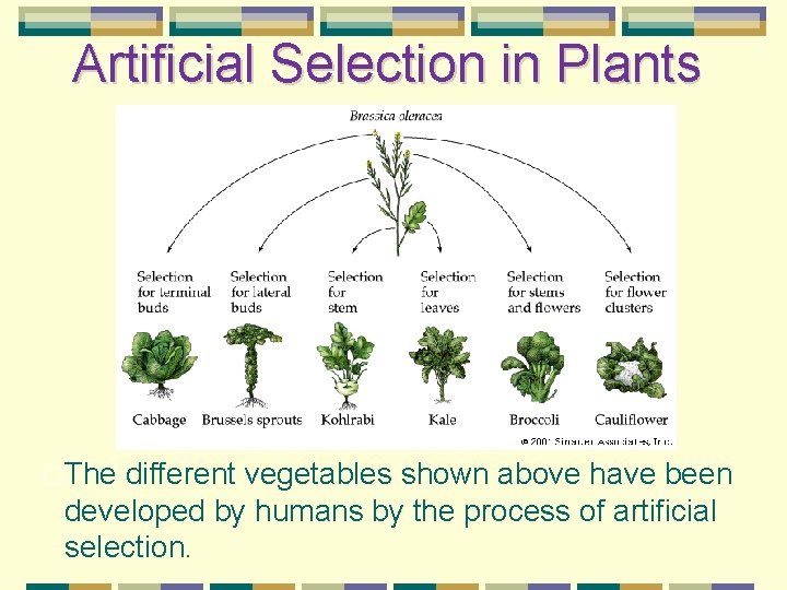 Artificial Selection in Plants �The different vegetables shown above have been developed by humans