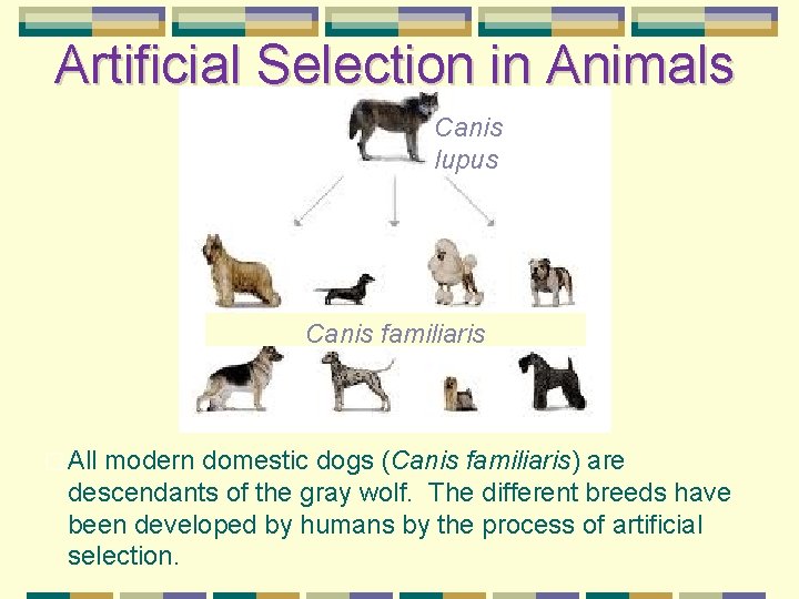 Artificial Selection in Animals Canis lupus Canis familiaris � All modern domestic dogs (Canis