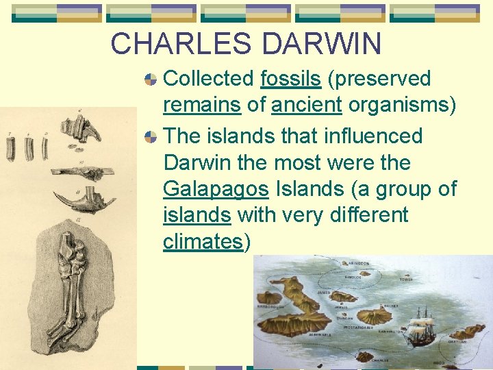 CHARLES DARWIN Collected fossils (preserved remains of ancient organisms) The islands that influenced Darwin