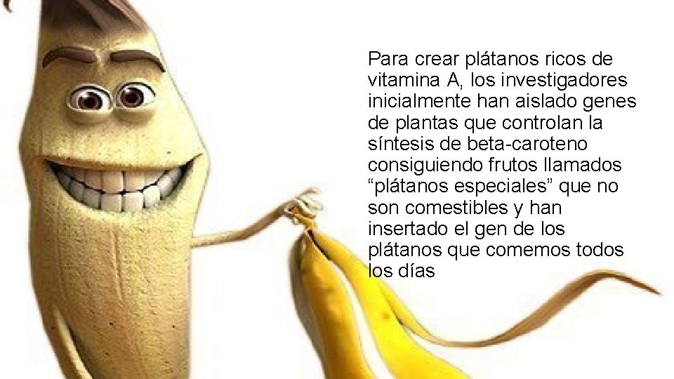 Para crear plátanos ricos de vitamina A, los investigadores inicialmente han aislado genes de