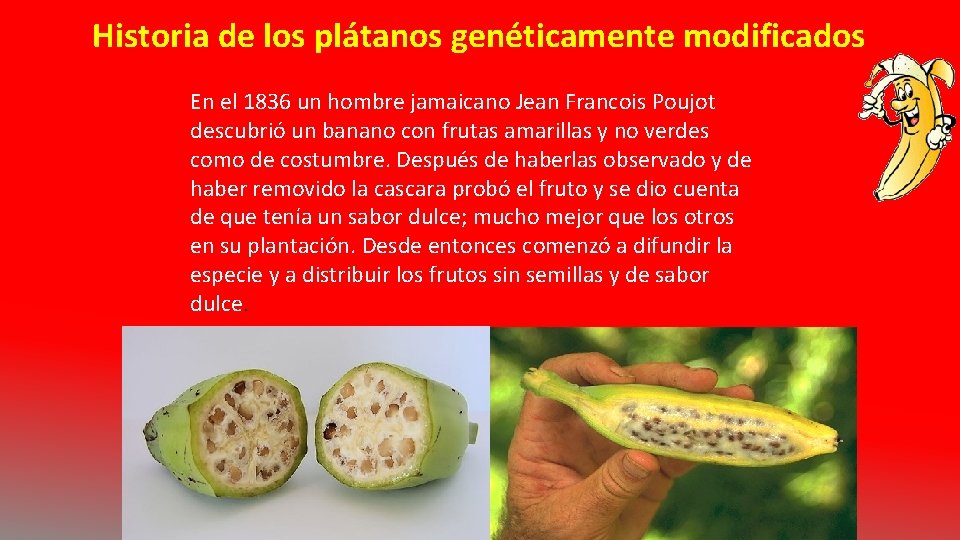 Historia de los plátanos genéticamente modificados En el 1836 un hombre jamaicano Jean Francois