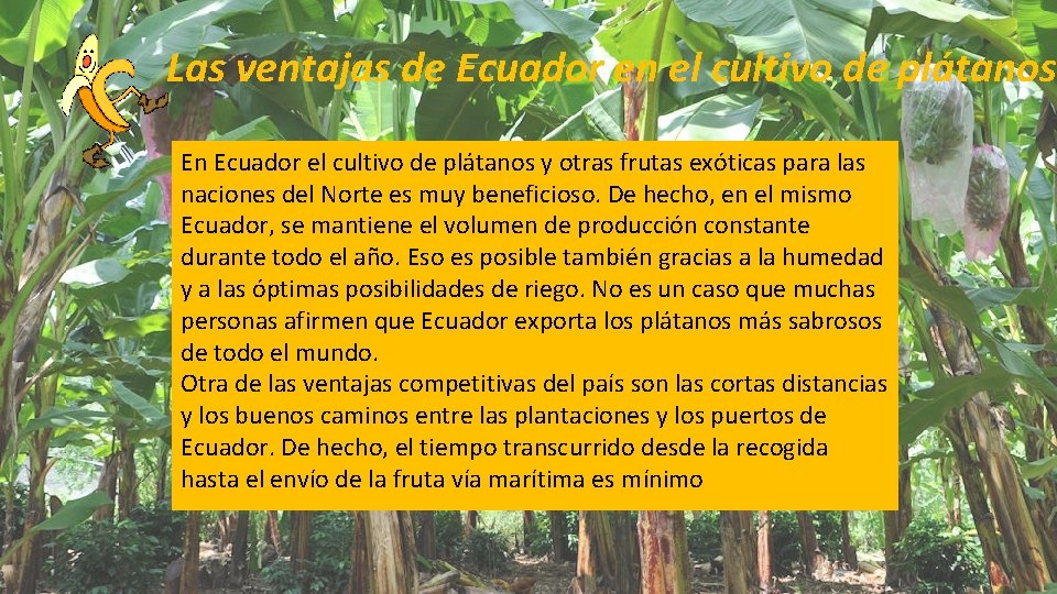 Las ventajas de Ecuador en el cultivo de plátanos En Ecuador el cultivo de